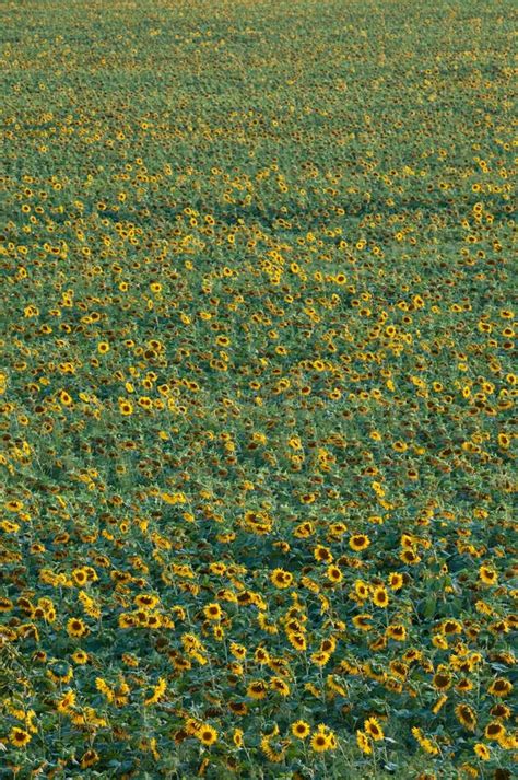 Sunflower Field Stock Image Image Of Meadow Bright 10566693