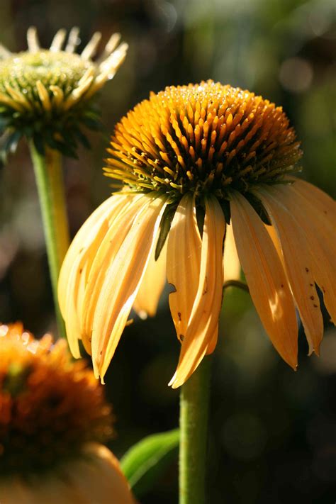 24 Great Varieties Of Echinacea Coneflower