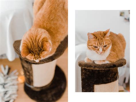 Katzensichere wohnung was muss ich beachten teil 1 ratgeber katzen katzen wohnungen katzen beschaftigen So vermeidest du Anfängerfehler in der Katzenhaltung ...