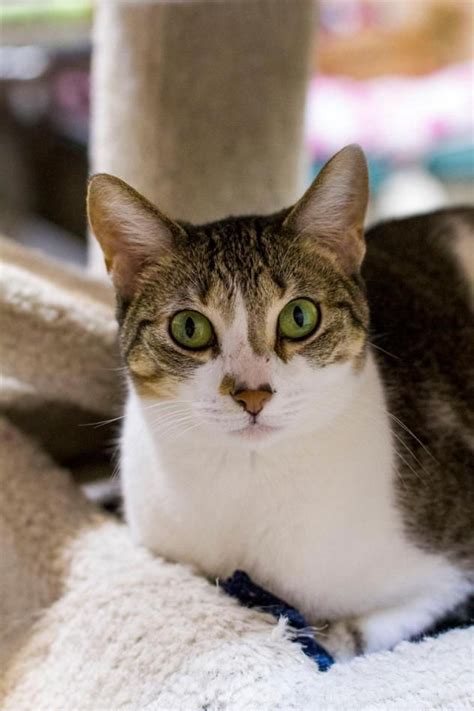 Visit your local baton rouge petsmart store for essential pet supplies like food, treats and more from top brands. Adopt Liberty on Petfinder | Animals, Animal welfare ...