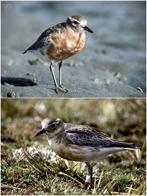 New Zealand Dotterel Plumage Wading Birds Te Ara Encyclopedia Of