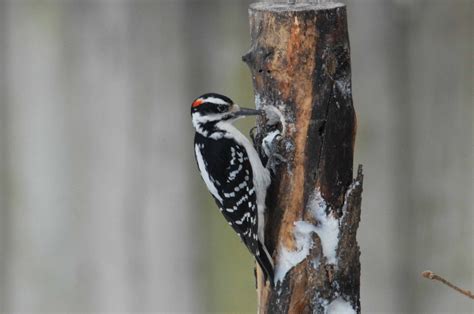 Hairy Woodpecker Indiana Audubon