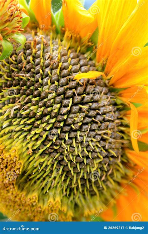 Sunflower Detail Stock Image Image Of Agriculture Natural 26269217
