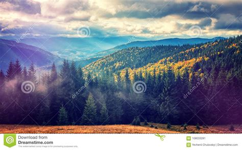 Wonderful Autumn Landscape Sun Rays In The Fir Trees Forest Stock