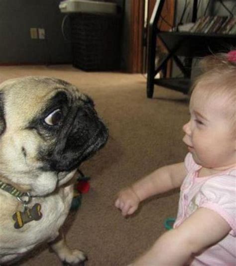 Pets Making Human Like Funny Face Expressions Photo Gallery