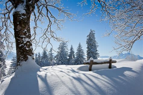 Snow Landscape Snow Covered Tree Wallpapers And Images