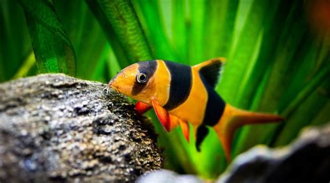 The Top 7 Best Fish For Eating Snails Easy Options For Your Tank