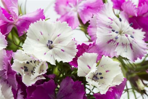 Beautiful Chinese Carnations Dianthus Chinensis Stock Photo Image Of
