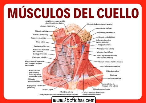 Musculos Del Cuello Anterior Abc Fichas