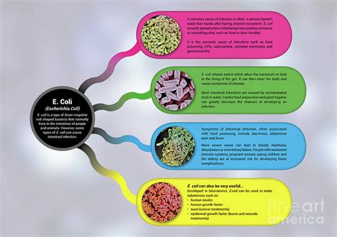 Bacterial Infographic Display Poster E Coli Photograph By Nano
