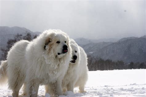 The mountain feist has a short, smooth coat. Polar Bear Dog Breeds to Fall in Love With! | Pets Nurturing