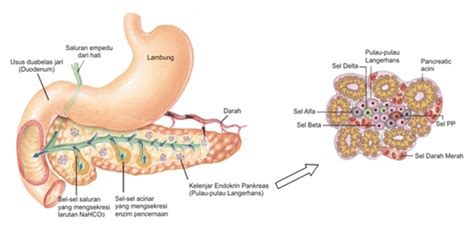 Makanan yang masuk ke dalam tubuh manusia akan diolah untuk. Fungsi Empedu - Pengertian, Kantung, Getah, Letak, Penyakit