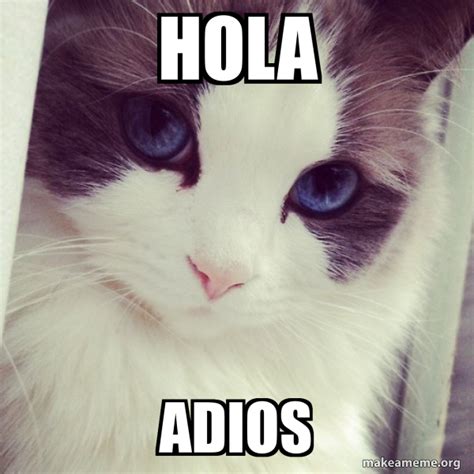 Hola Adios Ridiculously Photogenic Cat Make A Meme