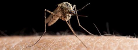 Mosquito Bites Rentokil Pest Control