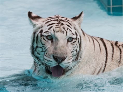 Téléchargez gratuitement ces images et exploitez les pour votre usage personnel ou professionnel après vous être assuré des droits d'utilisation indiqués sur la fiche de chaque produit de la catégorie tigre. Tigre Blanc Fond d'écran HD | Arrière-Plan | 2560x1920 ...