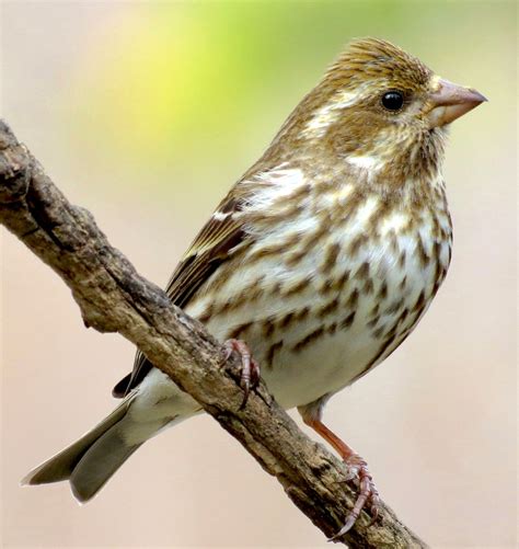 Purple Finch Female Carpodacus Purpureus Img7515c Identified Finch