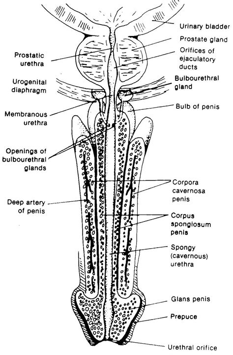 The primary function of the urethra is to transport urine from the bladder to the tip of the penis, allowing the bladder to empty when urinating. Images 08. Urogenital Systems | Basic Human Anatomy