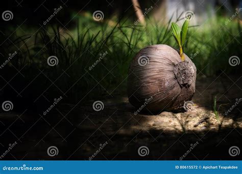 Seedlings Of Coconut Stock Photo Image Of Coconut Beginner 80615572