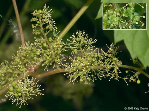 This will aid pollination of the vine flowers and subsequent fruit set. Vitis riparia (Riverbank Grape): Minnesota Wildflowers