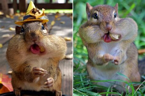 Thats Some Cheek Snaps Of Squirrels Stuffing Their Faces With Nuts For Winter Will Crack You