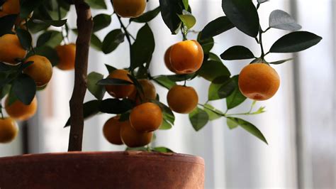10 Fruit Trees You Can Grow Indoors For Fantastic Fruit And Fragrance