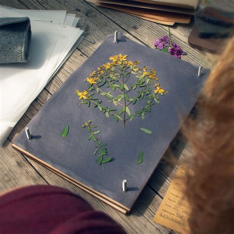 Kostenlose übungen und vorlagen für. Gestalte dein eigenes Herbarium in 2020 | Herbarium ...