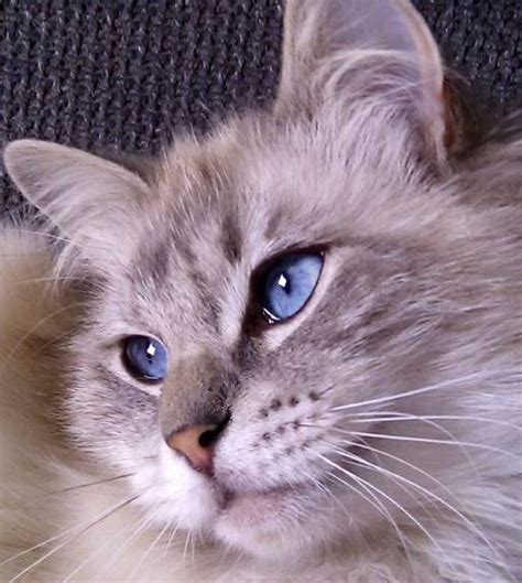 Blue Lynx Point Ragdoll Cat Named Pip Pretty Cats Beautiful Cats
