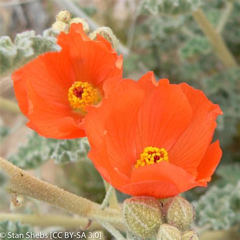 Sphaeralcea Ambigua Apricot Mallow California Native Seeds From Cnps Sd
