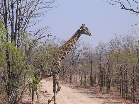 Rare Thornicroft Giraffe Crossing In Front Of Us South Laungwa