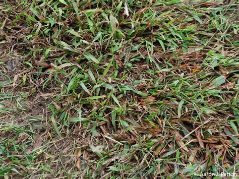 Weed Of The Month For April 2015 Is Smooth Crabgrass Turfgrass