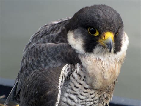 Close Up Of A Peregrine Falcon Image Free Stock Photo Public Domain