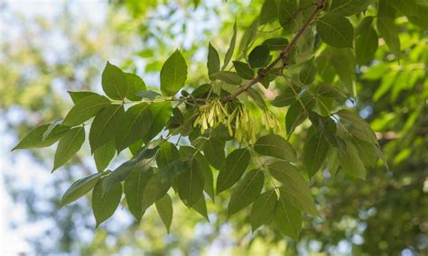 How To Care For Your Texas Ash Tree Fupping