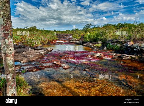 Cano Cristalitos Near Cano Cristales Called The River Of Five Colors