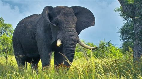 African Bush Elephant Hd Wallpaper