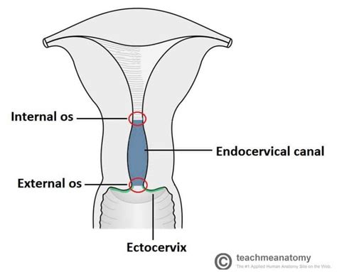The Cervix Structure Function Vascular Supply Teachmeanatomy