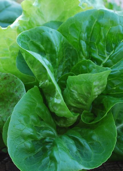 Basically if it doesn't have lettuce in the name, it's not actually lettuce. Lettuce Varieties, Types of Lettuce, Varieties of Lettuce
