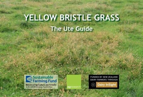 Yellow Bristle Grass The Ute Guide