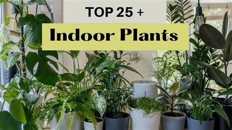 Top 25 Indoor Plants Best Indoor Plants India Best Indoor Plants