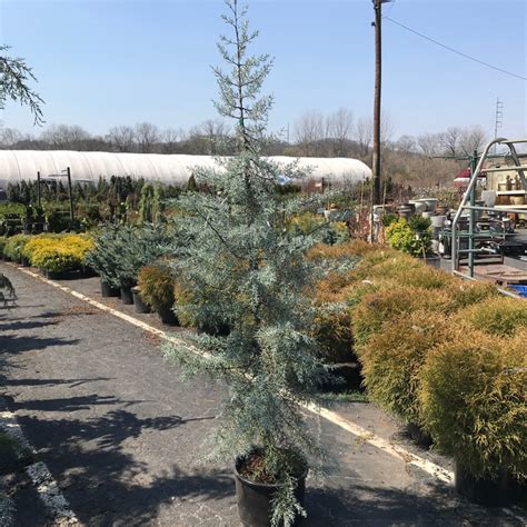 Miscellaneous Large Conifer Trees Bates Nursery And Garden Center