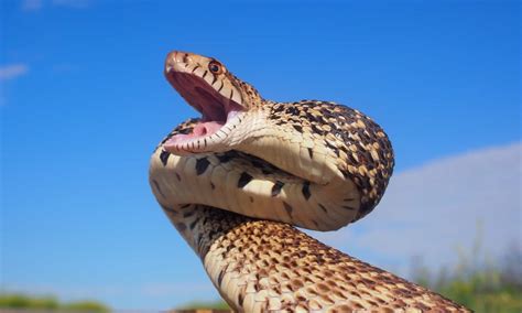 10 Snakes Found In Montana 1 Is Venomous Az Animals