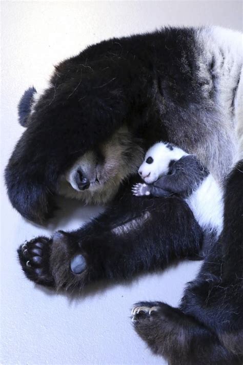 Canada Panda Cubs Doing Well Moved To Larger Incubator