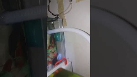 Filter Aquarium Murah Dijamin Air Terus Bening Youtube