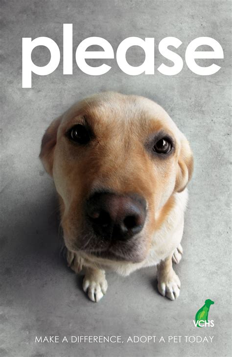 The Pet Parents Haven Discover Humane Society Laytons Services