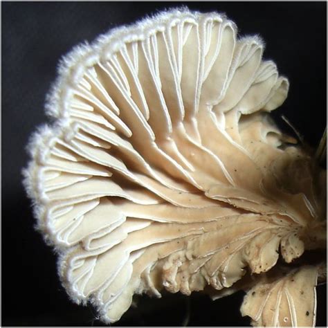 Schizophyllum commune -- one of the best known fungi genetically and distributed worldwide ...
