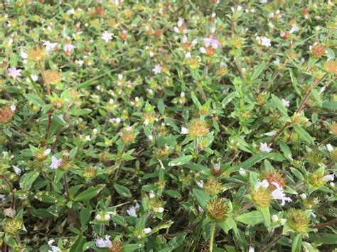 Tasho Sultygov Weeds With White Flowers In Florida Eweeds Your