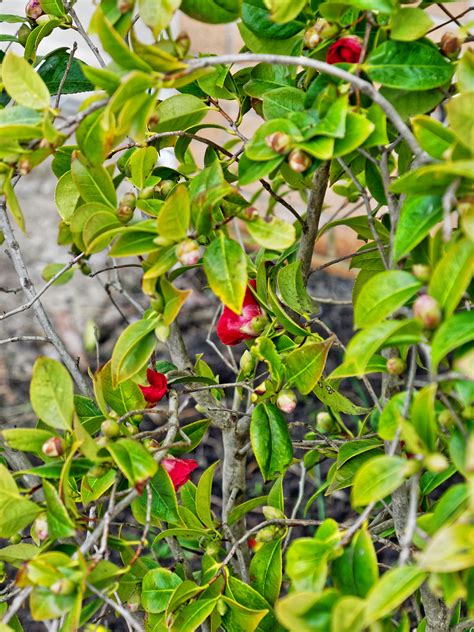 Camellia 1, 15 August 2017