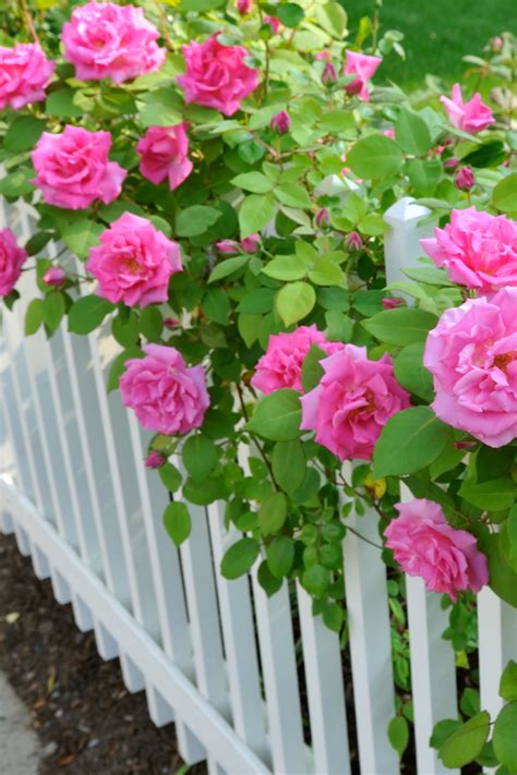 How To Keep Climbing Roses Blooming All Summer Secrets To Success