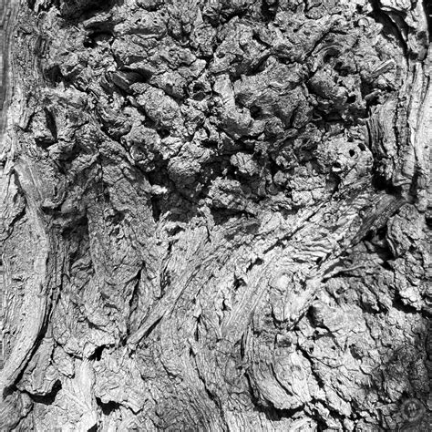 Exploring Tree Bark Textures 6 Anmar