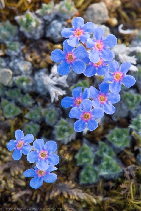 Wildflowers Of The Arctic Coyote Air Service