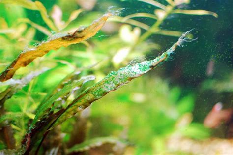 How To Deal With Aquarium Algae Aquascaping Love